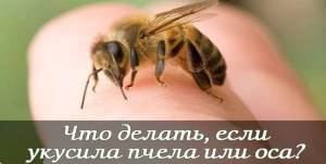CHto delat kogda kusaet osa ili pchela Что делать, когда кусает оса или пчела