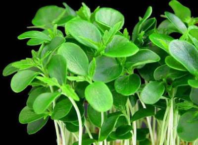10 produktov kotoryie ochishhayut organizm ot toksinov kress salat Десять продуктов, которые очищают организм от токсинов   вторые пять продуктов