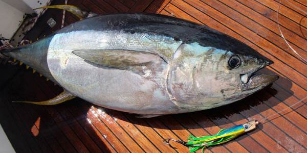 Pitatelnaya ryiba tunets Питательная рыба тунец