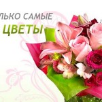 Kurerskaya dostavka buketov bezuprechnyiy podarok k prazdniku 150x150 Дарим цветы просто так! 
