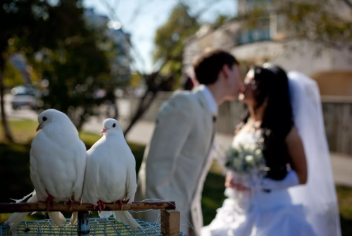 Belyie golubi na svadebnyie meropriyatiya v Moskve Белые голуби на свадебные мероприятия в Москве